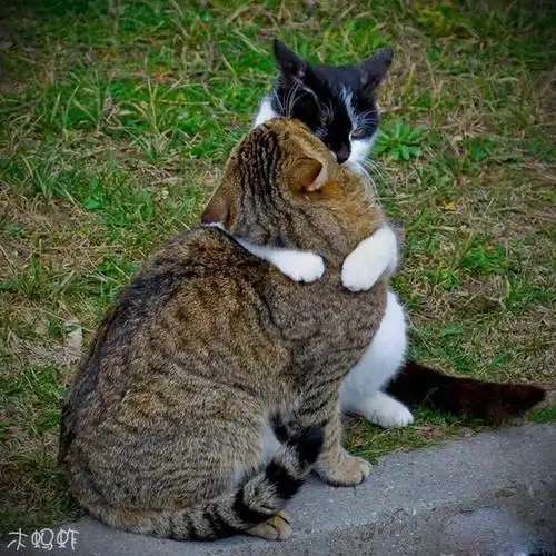 好恩爱的一对猫咪!