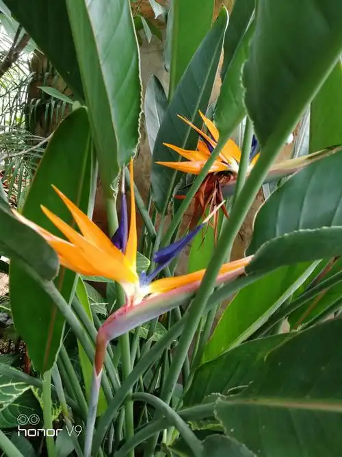 天堂鸟与旅人蕉