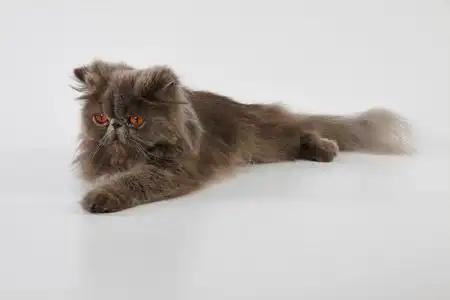 站在白色背景上的蓝色和白色波斯猫红地毯上的重要苏格兰折猫蓝猫图案