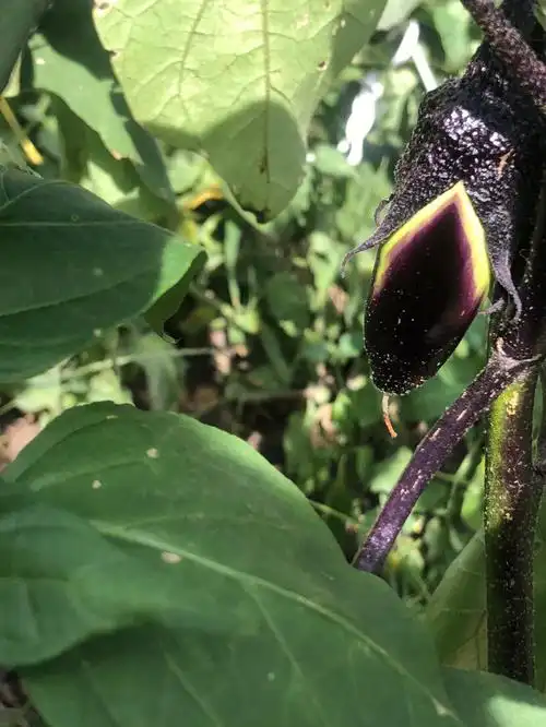 双血统金毛同时长了三个茄子,期待;西红柿结果这么久都不变红,都想