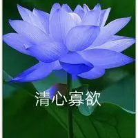 最漂亮的莲花头像图片