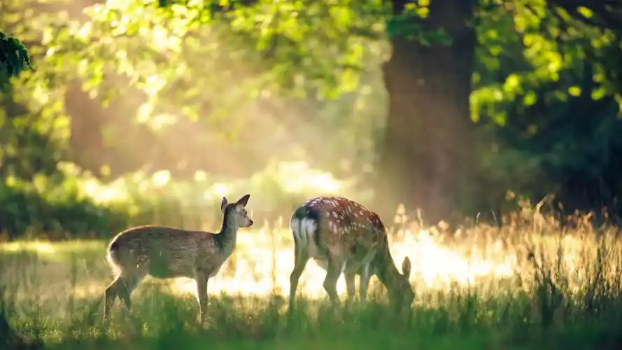 森林里的小鹿唯美高清壁纸