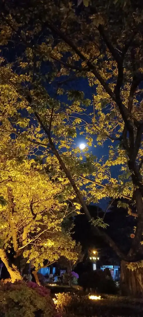 宁静的夜晚思念遥远的故乡