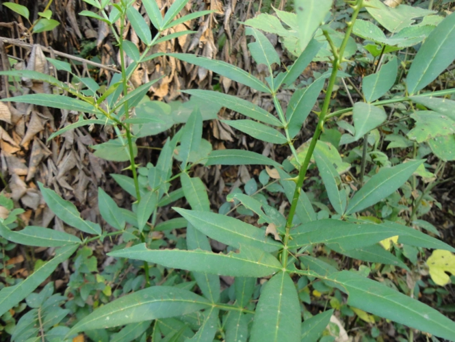 植物——两面针的问题