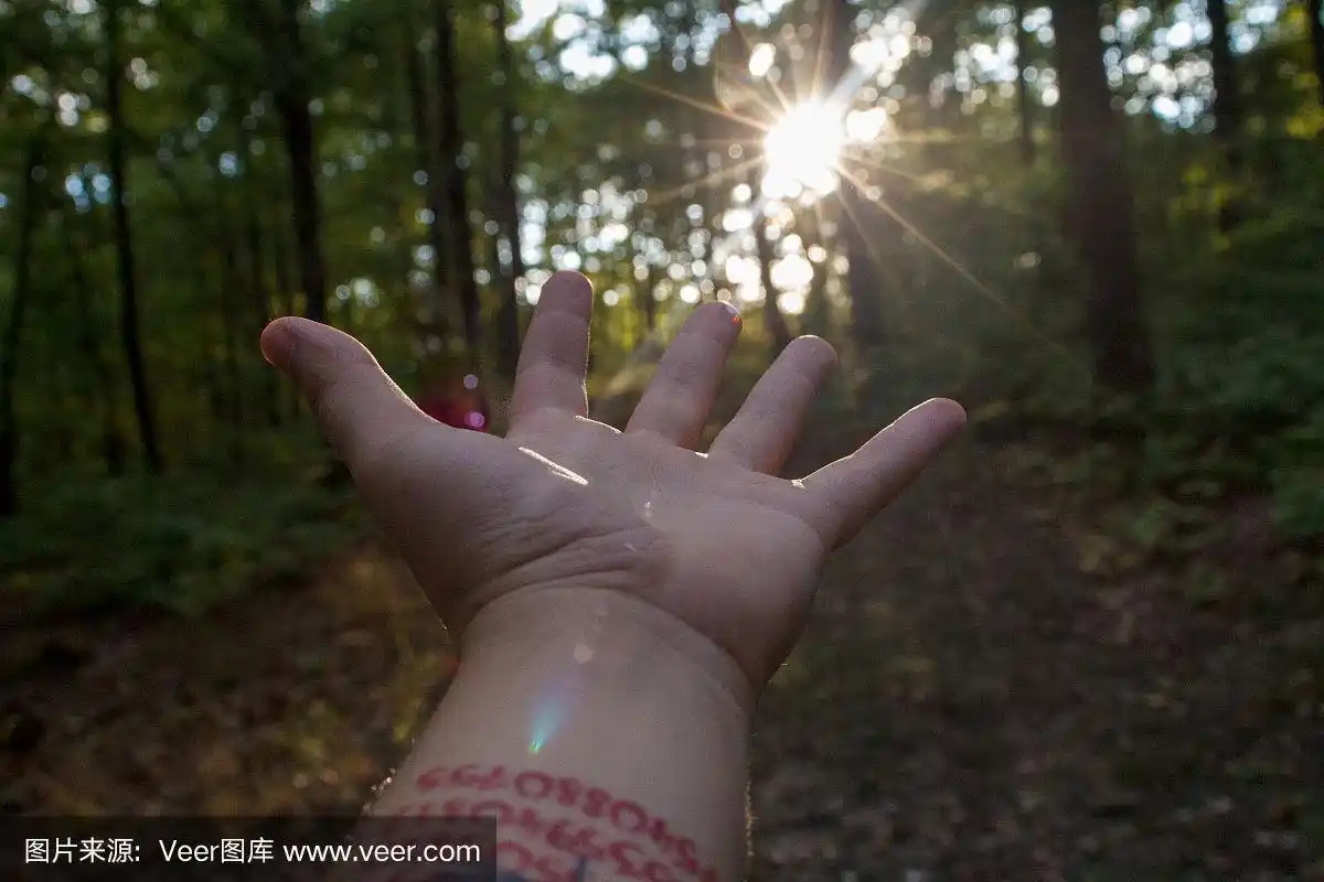 一只手伸向森林中的太阳