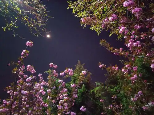 夜晚赏花花更艳