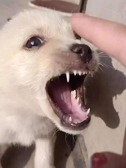 很早都没有肉嘟嘟的,有没有懂的帮我看看这个牙齿判断小恶狗几个月了?