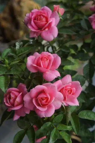 荷兰星星系列——嬉皮士星星_月季资讯_月季资讯_月季帮-中国月季网