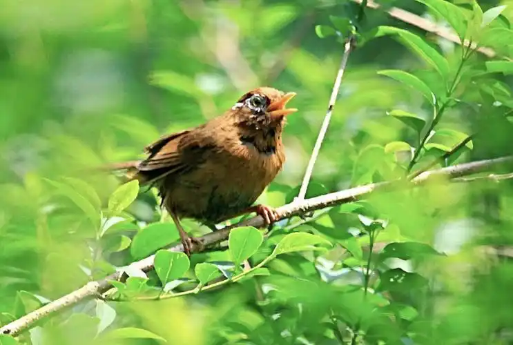 小动物们也不甘示弱,有叽叽喳喳的鸟叫
