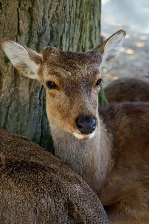 来张梅花鹿的特写!