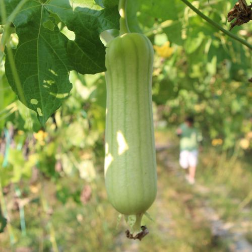 农家自种新鲜白玉丝瓜 湖南本地甜丝瓜现摘现发应季蔬菜5斤肉丝瓜