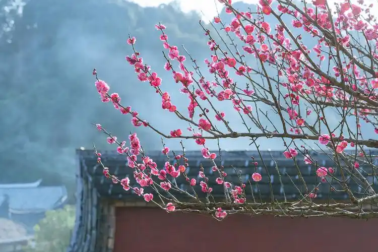 风景-林阳寺的梅花