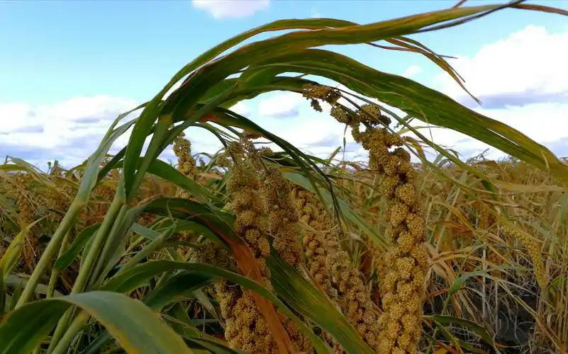 郭延仁摄影:农场丰收景象赞