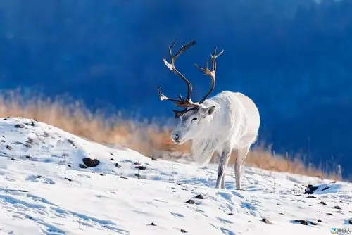 驯鹿----傲霜斗雪 - 东北版☆☆☆☆ - 摄鸟人网 - 摄鸟人网