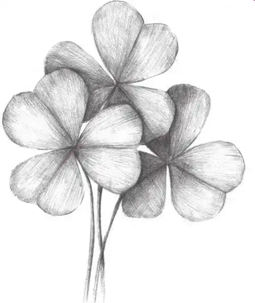 素描三叶草教程图片