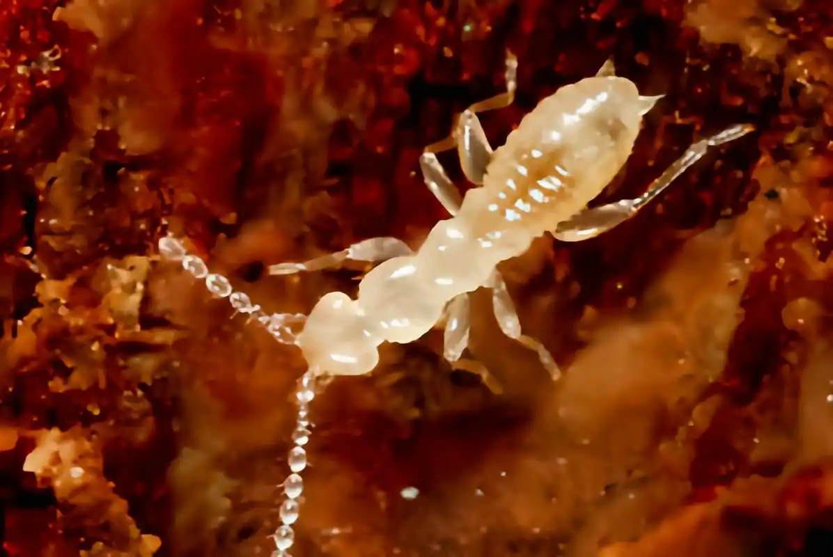 每天认识一种昆虫——中华缺翅虫 中华缺翅虫别名墨脱缺翅虫,原产于