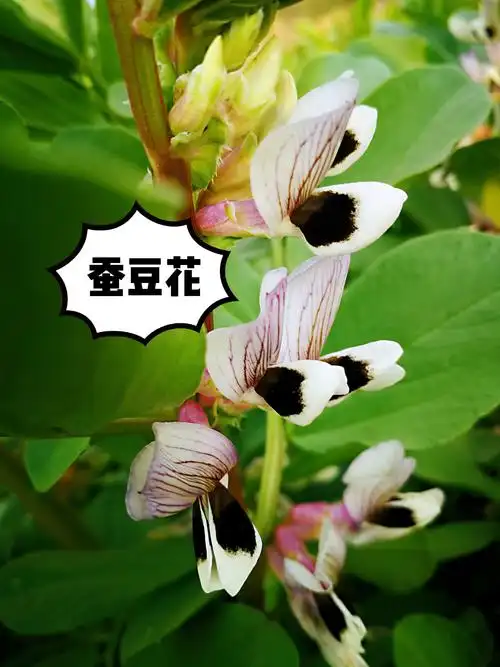 春天里的小豌豆 - 美篇