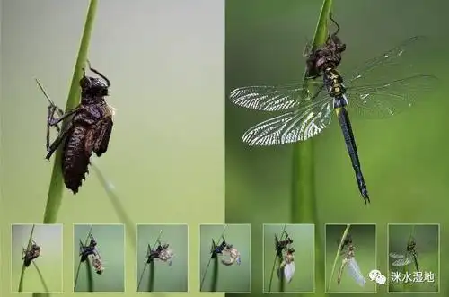 蜻蜓羽化过程蜻蜓羽化在这段期间,蜻蜓既不能动,不能飞,也没有坚硬的