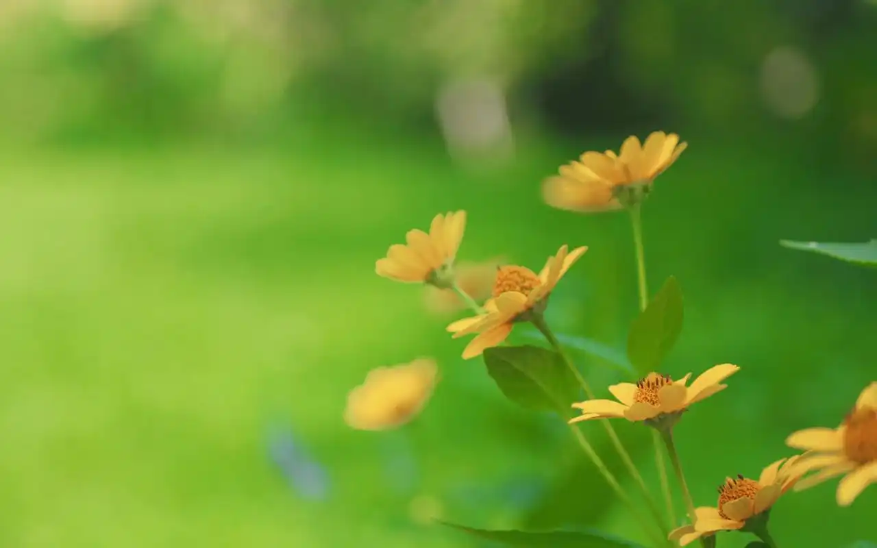 首页 桌面壁纸 植物壁纸 绿色护眼植物图片摄影图片电脑壁纸 1920