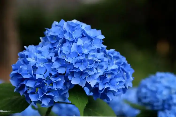 2020夏花冬赏——蓝色绣球花