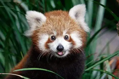 世界上最萌的十大动物不服来辩