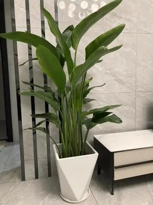 精选绿植网红天堂鸟盆栽大型鹤望兰室内客厅吸甲醛大叶绿植办公室植物