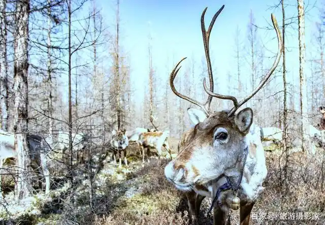 北方的驯养家畜,走进大山深处,看驯鹿呆萌的样子