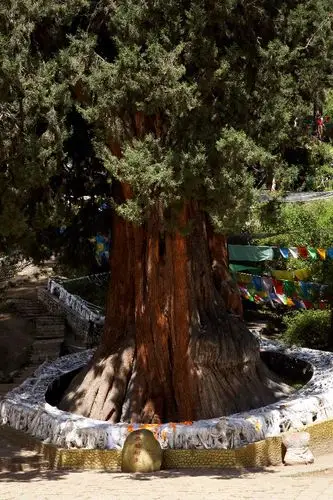 西藏这株巨柏2600多的岁数被推翻,有专家测出树龄为3200多年