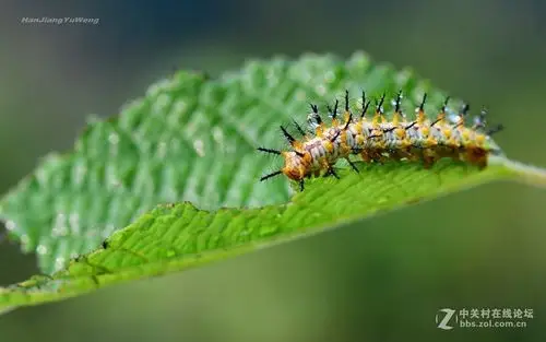 苎麻珍蝶幼虫