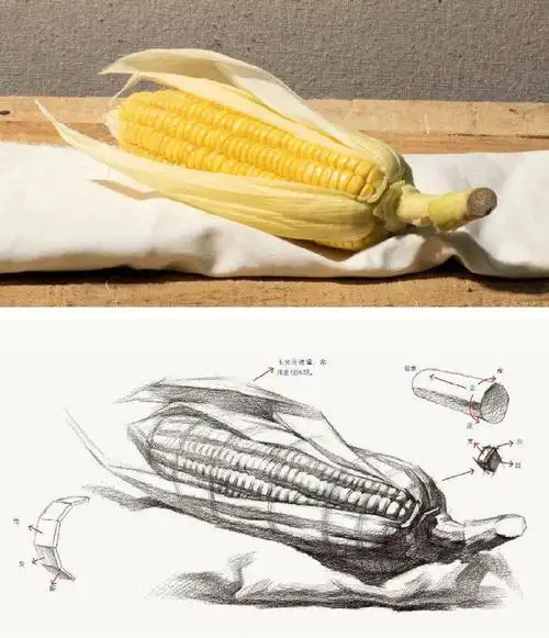 素描不同个体要如何观察素描静物画法技巧速看