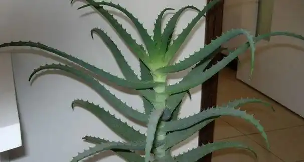 六种可以吃的芦荟品种