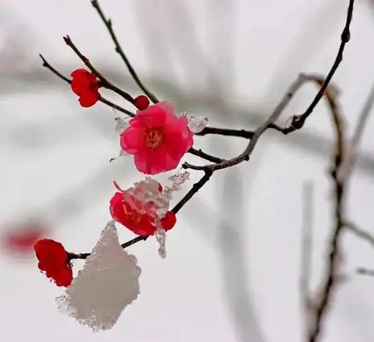 梅花盛开,清新淡雅,超凡脱俗