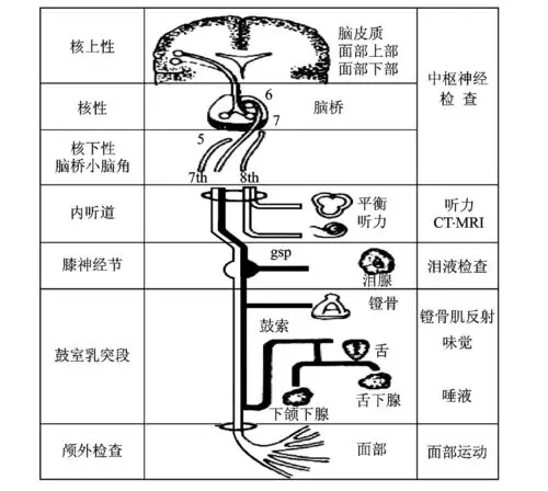 左耳后跳疼1天 - 神经科学专业讨论版 -丁香园论坛