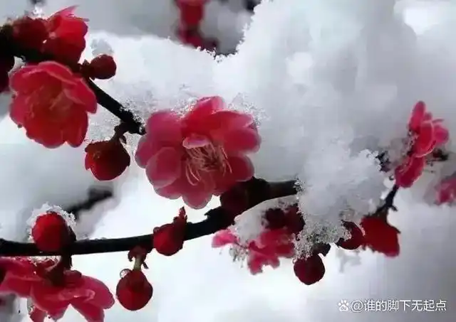 把这么一幅唯美画面呈现在人们眼帘:雪是白的,梅花是红的,那种美丽动