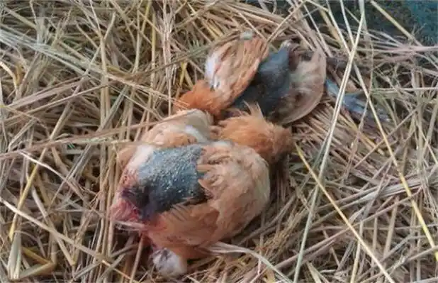 又或者鸡在出笼的时候进食了一些含盐量过高的东