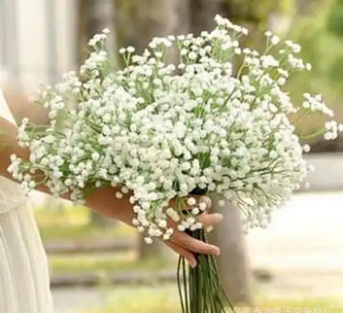 手捧满天星的女生头像