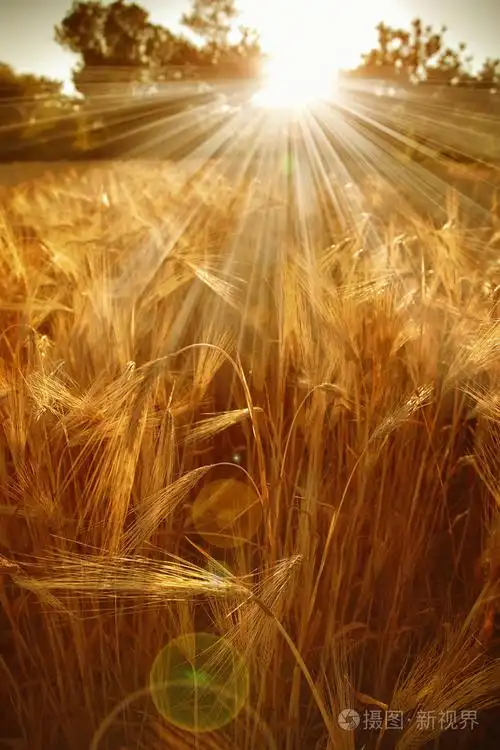 在阳光下的麦田