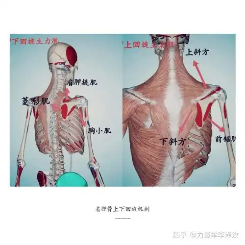 在做下拉类动作时,大概率是郑老师的肩胛骨上下回旋的功能出现了紊乱