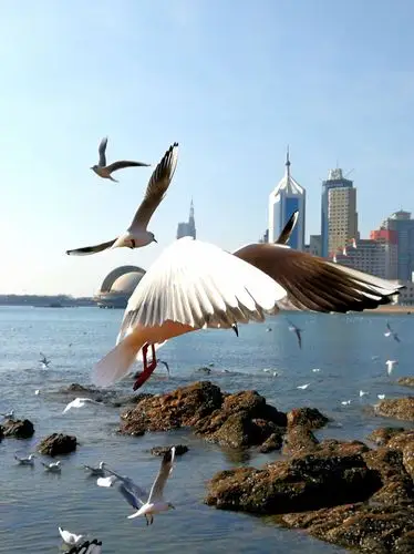 青岛与海鸥的大海情缘