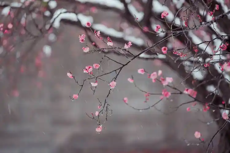 冬韵美|梅花傲雪迎春来_铜陵_陈磊_枝头