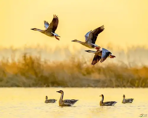 鸿雁(祝贺佳作荣获每日一图)