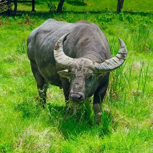 水牛_吃_草_高清图片_全景视觉