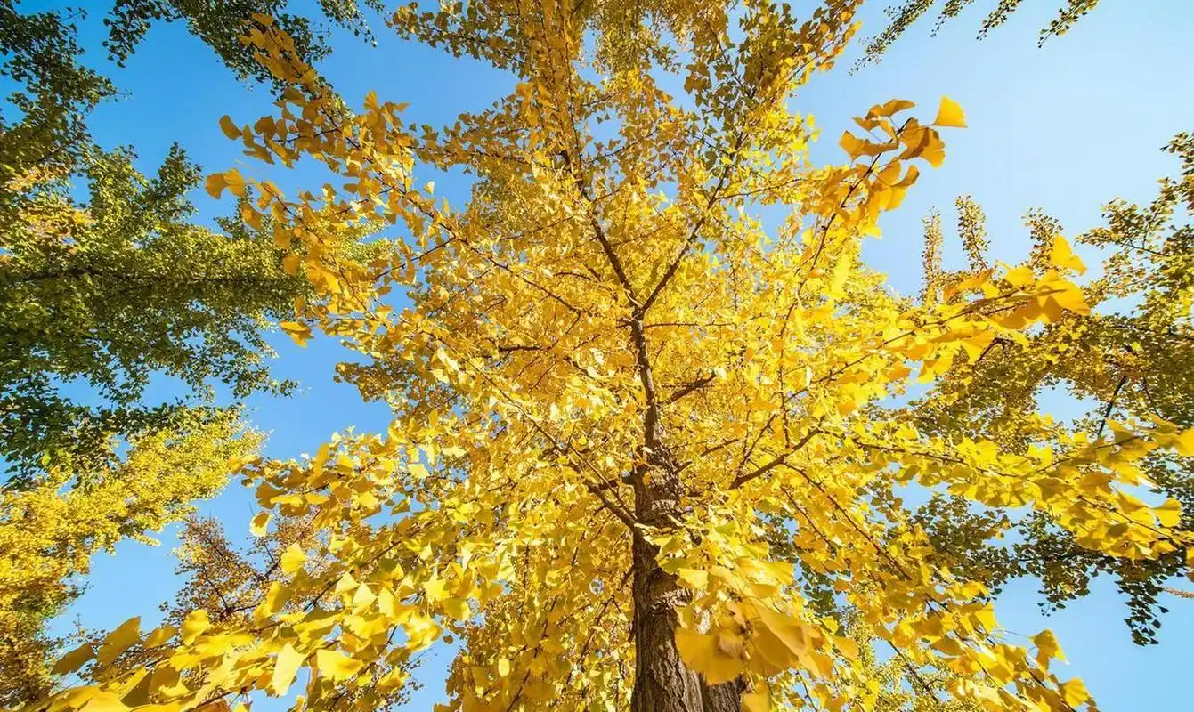 银杏树树干笔直,气质优雅 [太阳]银杏树非常的漂亮,在很多地方都会成