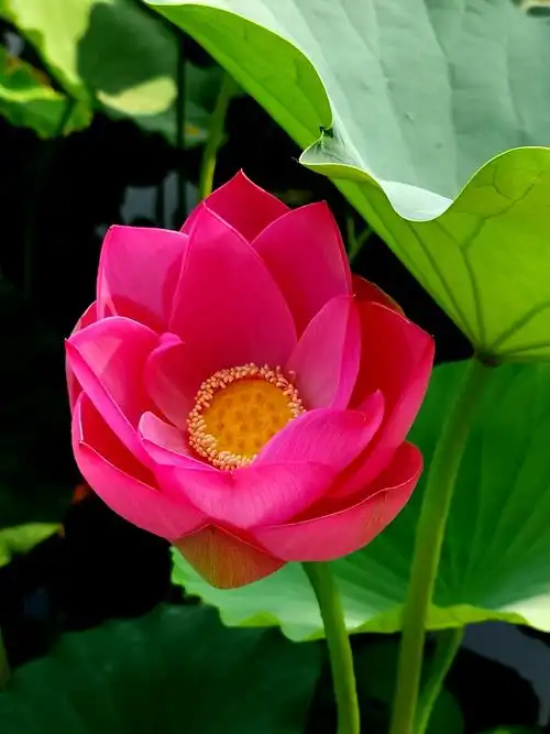 莲花池荷花映日,绿叶连天无穷碧(194)