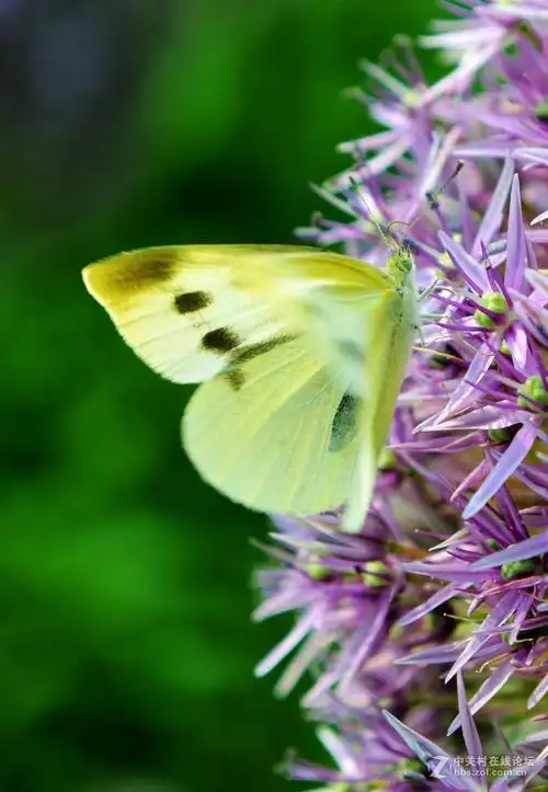 可爱的小蝴蝶