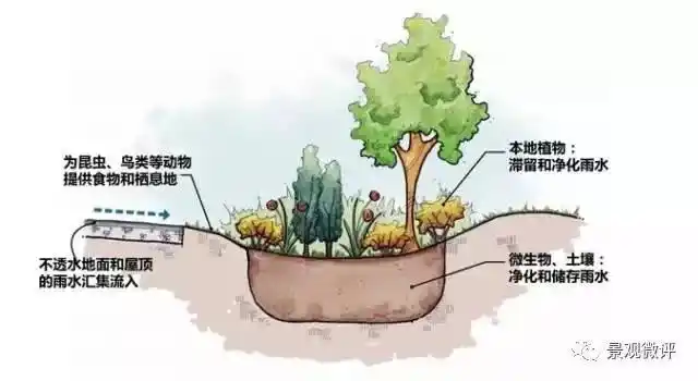 怎么营造雨水花园?