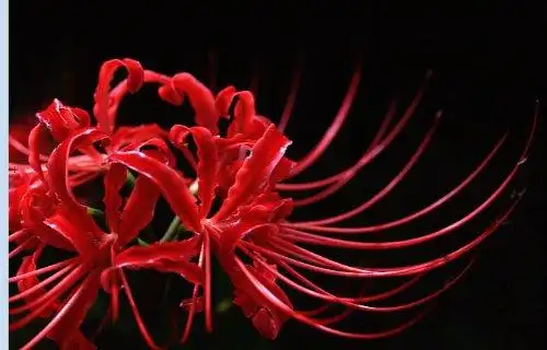 世界上最悲伤的花==彼岸花