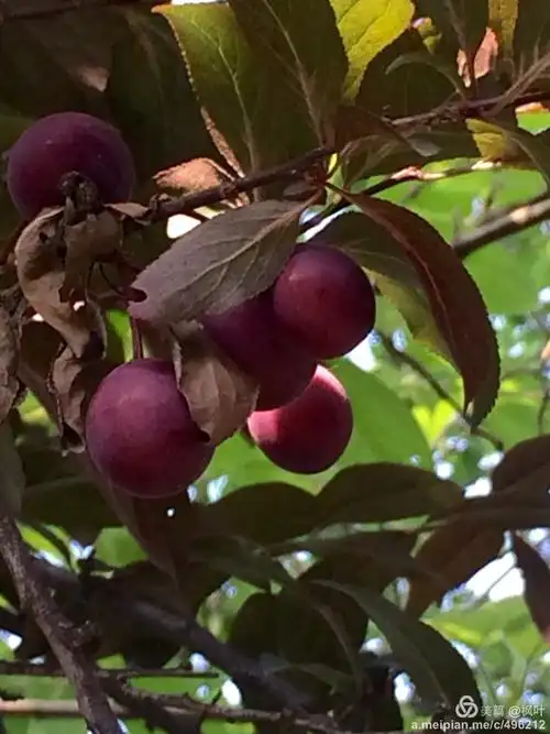 紫叶李果实累累