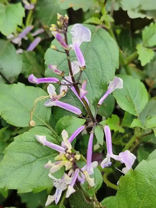 七绝《艾氏香茶菜花》