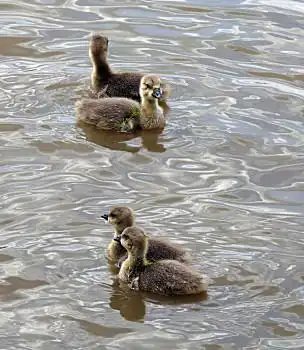 小鸭子,两个,游泳,水塘